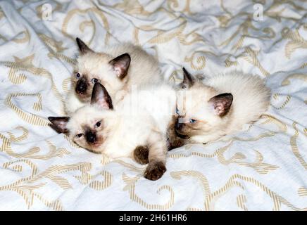 three Thai kittens on the bed, a pet kitten, a theme of domestic cats and kittens Stock Photo