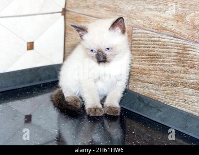 sad thai kitten on the countertop, kitten in the kitchen, homemade kitten, theme domestic cats and kittens Stock Photo
