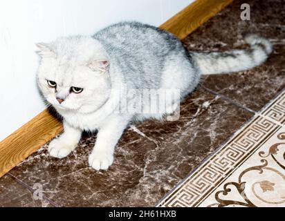 Silver Scottish shaded chinchilla, theme domestic cats and kittens Stock Photo