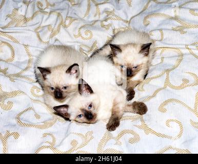 three Siamese - Thai kittens lying on the bed, a pet kitten, a theme of domestic cats and kittens Stock Photo