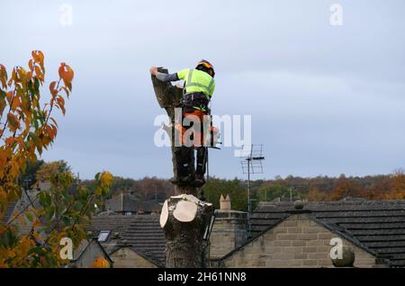 Man in yellow jacket  up part cut down tree with chain saw house rooftops in the background Stock Photo
