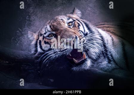 Wildlife Texture Blending - Stock Photo