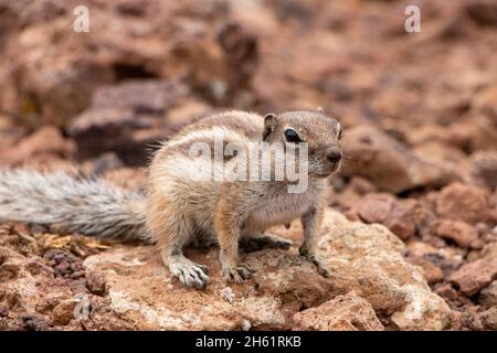Striped Meerkat on sandy rocky ground in Fuerteventura Canaries Stock Photo