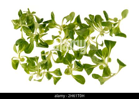 Valerian leaves salad, corn salad, lamb's lettuce isolated on white background in top view Stock Photo
