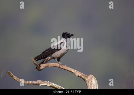 Nebelkraehe, Corvus corone, carrion crow Stock Photo