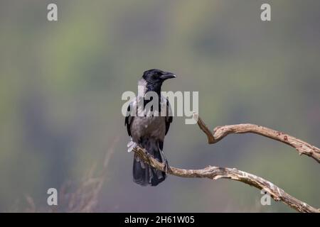 Nebelkraehe, Corvus corone, carrion crow Stock Photo