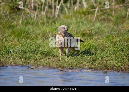 Rohrweihe - Maennchen, Circus aeruginosus, Eurasian Marsh harrier - male Stock Photo