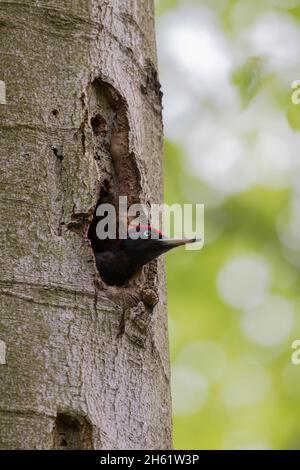 Schwarzspecht, Dryocopus martius, black woodpecker Stock Photo
