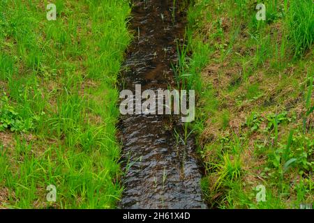 very small narrow river in summer Stock Photo