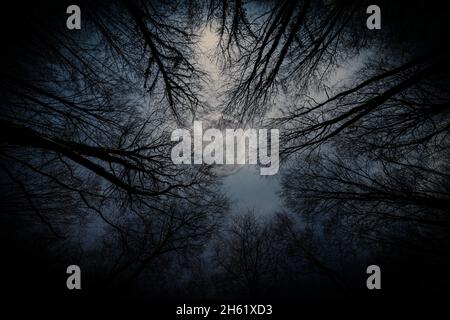 Looking up through trees to a full moon in the night sky Stock Photo