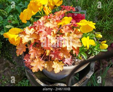 Heuchera 'Fire Alarm', an evergreen perennial with orange and red leaves, England, UK Stock Photo