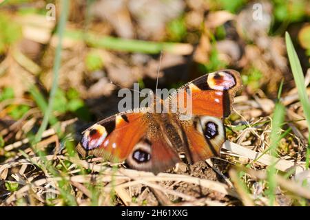 peacock butterfly (inachis io) or (nymphalis io),meadow floor,sitting,rear view Stock Photo