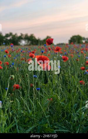 colorful wildflowers,poppies on a field in wisch,germany Stock Photo