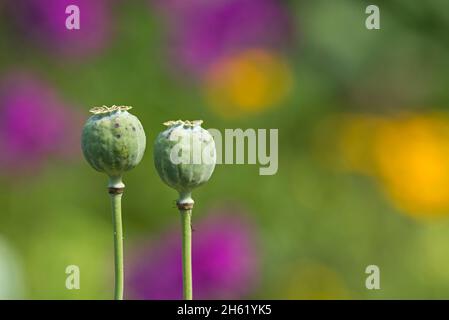 poppies (papaver),seed pods,colorful summer flowers shine in the background Stock Photo