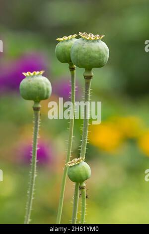 poppies (papaver),seed pods,colorful summer flowers shine in the background Stock Photo