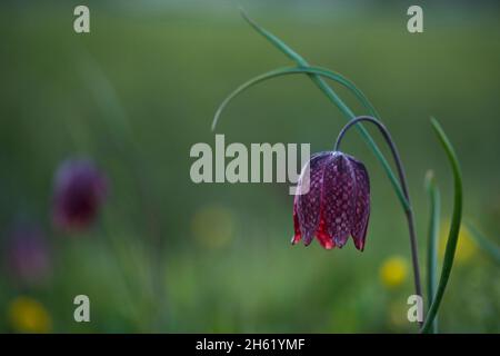 blossom of the checkerboard flower (fritillaria meleagris) in the meadows near morteau,evening light,france,bourgogne-franche-comté,doubs department Stock Photo