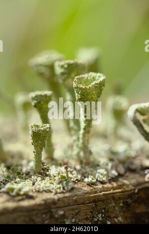 Trumpet Lichen, Cladonia fimbriata, Growing On A Fence, New Forest UK Stock Photo