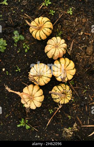 Small pumpkins in a garden Fall Season Stock Photo