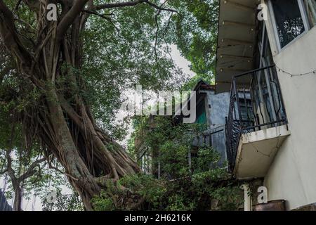 giant tree and balconies,tai o traditional fishing village,lantau Stock Photo