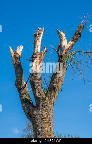 hail damage and heavy rain destroys agriculture in bavaria north of murnau,broken and uprooted trees Stock Photo
