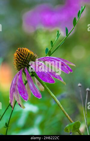 purple coneflower in the garden,echinacea purpurea,close-up Stock Photo