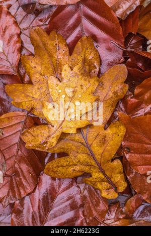 fallen oak leaves on the forest floor,carpet of leaves,leaf pattern Stock Photo