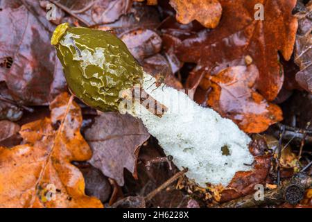 common stinkhorn,phallus impudicus (rod fungus) with fly Stock Photo