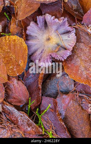 forest still life,close up of mushrooms on forest floor Stock Photo