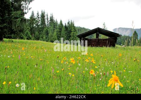 flower meadow with arnica (arnica montana),daisies (leucanthemum),buttercup (ranunculus),meadow clover and many other flowers on the humpback meadows near elmau,germany,bavaria,upper bavaria,werdenfelser land,hay barn,estergebirge in the background Stock Photo