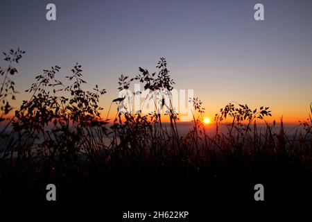 grasses in the backlight during a hike to the summit of the kampenwand (1669 m) in the chiemgau,chiemgau alps,near aschau,upper bavaria,bavaria,southern germany,germany Stock Photo