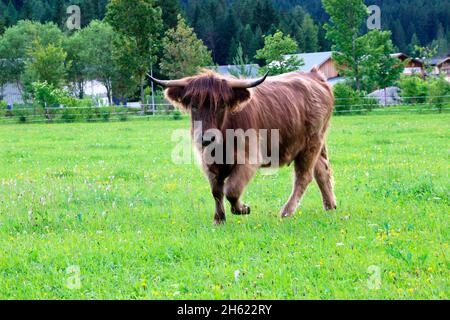 austria,tyrol,leutasch,leutaschtal,scottish highland cattle,bull Stock Photo