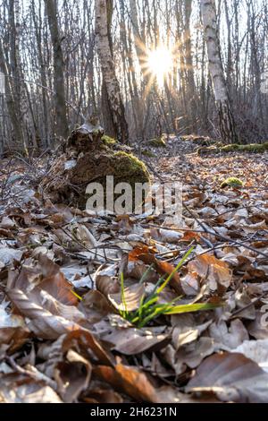 europe,germany,baden-wuerttemberg,schönbuch region,steinenbronn,setting sun behind trees in the forest Stock Photo