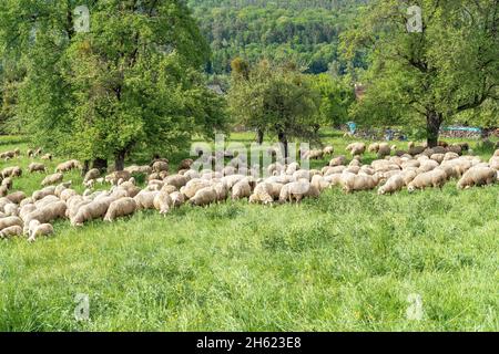 europe,germany,baden-wuerttemberg,schönbuch region,waldenbuch,flock of migrating sheep on a meadow near waldenbuch Stock Photo