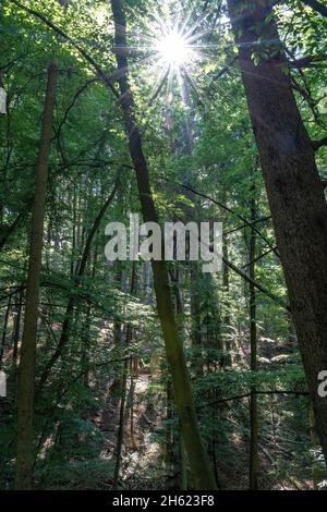 europe,germany,baden-wuerttemberg,tübingen district,nehren,sun shines through the canopy of leaves in the forest Stock Photo