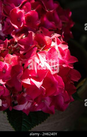 summer flowers,hydrangeas Stock Photo