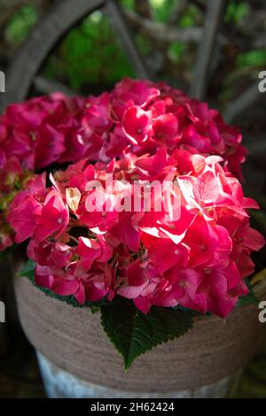 summer flowers,hydrangeas Stock Photo