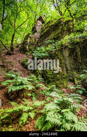 morgenbachtal,unspoilt,primeval forest-like,rocky nature reserve,morgenbach is a left tributary of the middle rhine Stock Photo