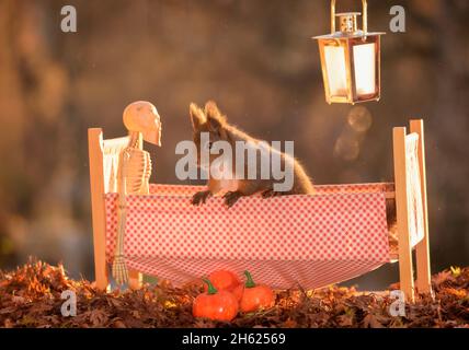 red squirrel with a skeleton in a bed Stock Photo