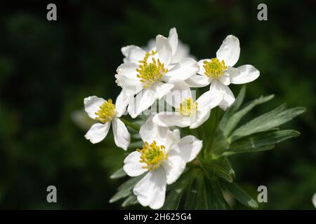 Sareis, Liechtenstein, June 20, 2021 Blossom of a Narcissus flowered anemone (Anemone Narcissiflora) on a meadow in the alps Stock Photo