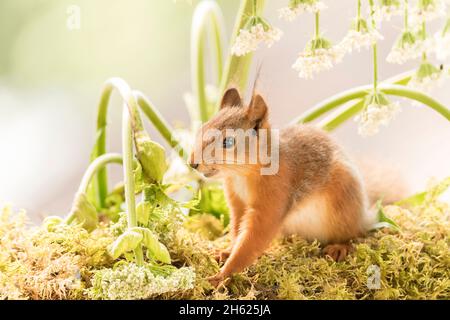 young red squirrel standing under giant hogweed Stock Photo