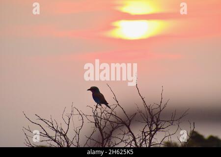 Bird in a tree with orange sunset as the backdrop on the famous road S100 near Satara at the Kruger National Park in South Africa. Stock Photo