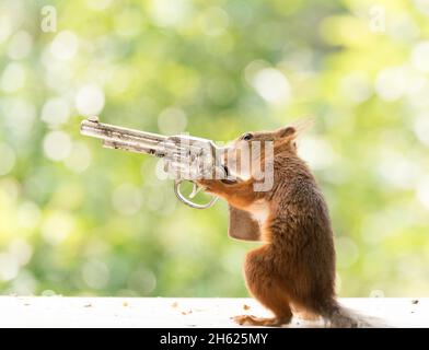 funny squirrel pictures with guns