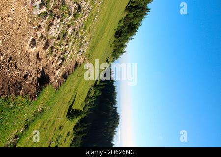 alpine flower meadow at the edge of the path during a hike to the summit of the kampenwand (1669 m) in the chiemgau,chiemgau alps,near aschau,upper bavaria,bavaria,southern germany,germany Stock Photo