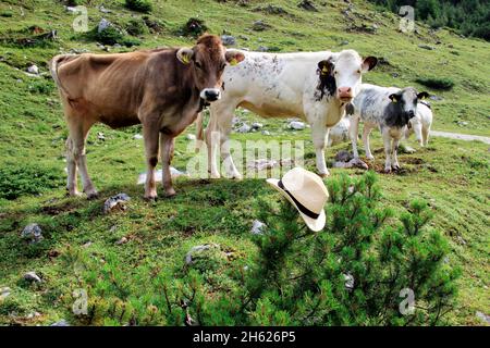 hat,sun hat in latschenbusch,latschen austria,tyrol,klein christen,samertal on the way to pfeishütte,mountains,alps,karwendel mountains,mountain landscape,idyll,cows,breed: tyrolean brown cattle in the foreground young cows,cow,herd of cows,atmospheric,summer,tourism,nature,trees Stock Photo
