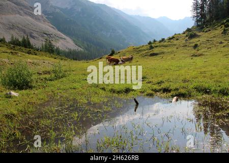 austria,tyrol,klein christen,samertal on the way to pfeishütte,mountains,alps,karwendel mountains,mountain landscape,idyll,cows,race: tyrolean brown cattle and simmental cattle,young cows,cow,herd of cows,atmospheric,summer,rocks,nature, Stock Photo