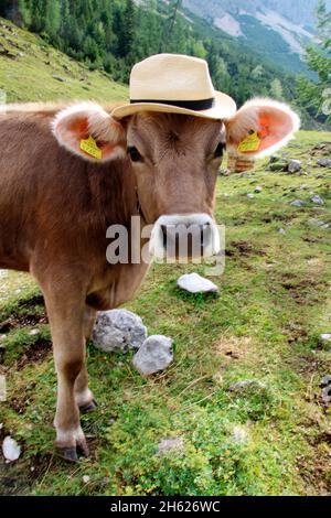 cow with hat,tyrolean braunvieh on the alpine pasture,austria,tyrol,humorous,witty curious,sun hat,headgear,big eyes,big ears, Stock Photo