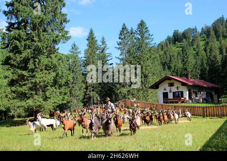 herd of goats on the scheibenalm at the ferchensee,shepherd when sprouting,abtrieb,almabtrieb,mountain,forest edge,germany,bavaria,upper bavaria,mittenwald,isar valley,alpenwelt karwendel Stock Photo