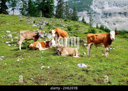austria,tyrol,klein christen,samertal on the way to pfeishütte,mountains,alps,karwendel mountains,mountain landscape,idyll,cows,breed: tyrolean brown cattle and simmental cattle,young cows,cow,herd of cows,atmospheric,summer,rocks,tourism,nature,trees Stock Photo