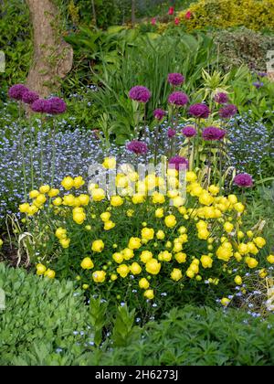 perennial bed in spring: globe flower (trollius cultorum 'lemon queen'),purple globular leek (allium hollandicum 'purple sensation') and forget-me-not Stock Photo