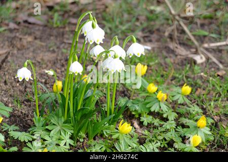the march cup (spring knot flower,leucojum vernum) and winter lumps (eranthis hyemalis) Stock Photo